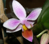 Equestris