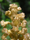 heimische Orchidee
