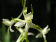Waldhyazinthe
