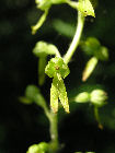 heimische Orchidee - Zweiblatt
